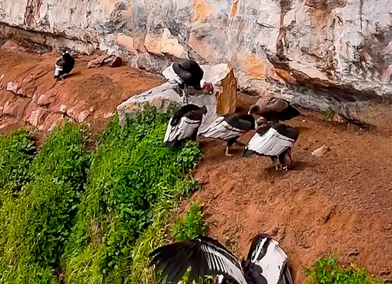 El avistamiento de 13 cóndores andinos en el páramo del Almorzadero resalta la importancia de este ecosistema para la conservación de la especie en Colombia. FOTO captura de pantalla 