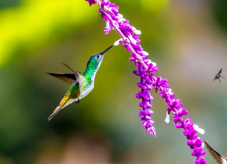 La COP30 marca un punto decisivo para el planeta porque los países deben transformar años de promesas en acciones reales para contener el calentamiento global y proteger la Amazonía. FOTO Juan Antonio Sánchez