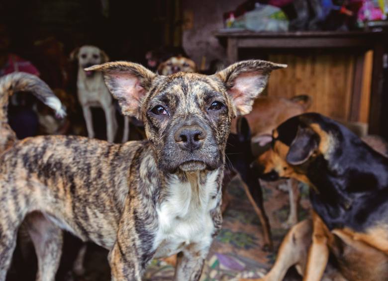 Perros ferales han causado ataques masivos en el Suroeste y Oriente antioqueño, y también hay registros de impactos negativos a la fauna nativa de los valles de Aburrá y San Nicolás. FOTO JULIO HERRERA