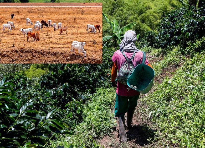 Uno de los sectores más expuestos a El Niño es el café. Genera riesgos para la producción por déficit hídrico, altas temperaturas y plagasA esto se suma que, según Corficolombiana, el 82% de las pérdidas y daños directos ocasionados por fenómenos climáticos de este tipo en América Latina recaen sobre el sector agropecuario, lo que convierte al campo en uno de los sectores más vulnerables. Fotos: Julio Herrera