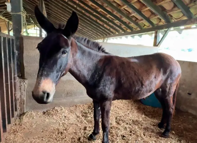 ¿Se anima a adoptarlo? Burritos, vacas y cerdos rescatados buscan hogares en Medellín
