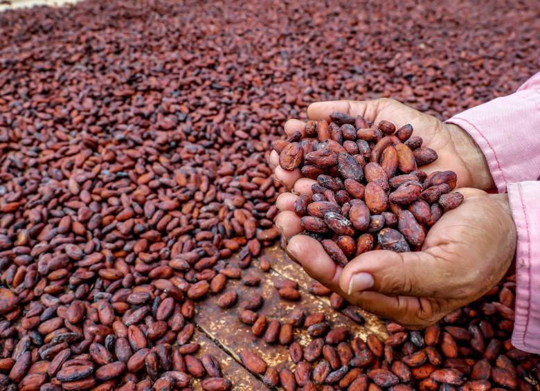 Con esta alianza se busca vincular inicialmente a 5.000 pequeños cacaoteros de Colombia. Foto: Juan Antonio Sánchez Ocampo