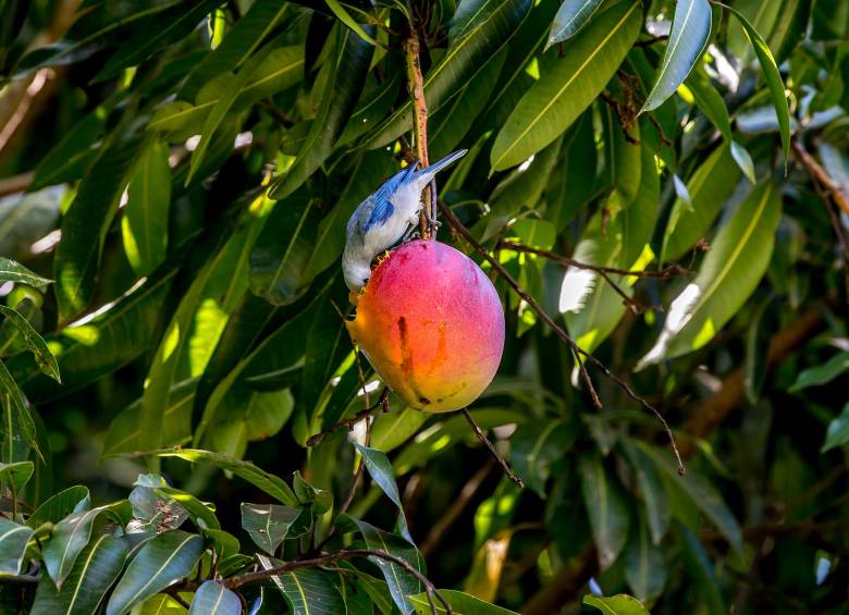 El mango, junto con el aguacate y las rosellas, son de las frutas que más escasean por estos días. Las fuertes lluvias en el país son las principales causantes de que los cultivos no den producción. La que hay termina siendo costosa. FOTO Juan Antonio Sánchez