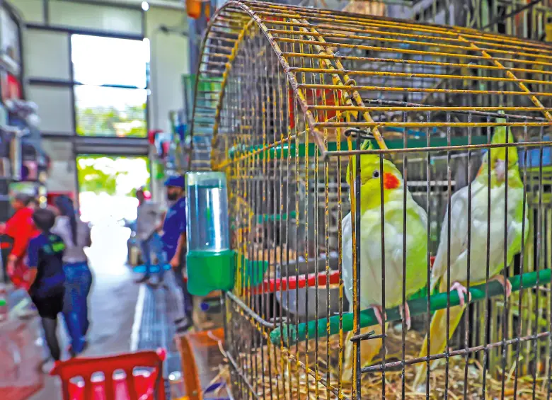 El módulo de fauna tiene doce locales en los que se comercian animales vivos, muchos de ellos todavía en pésimas condiciones. FOTO Manuel Saldarriaga