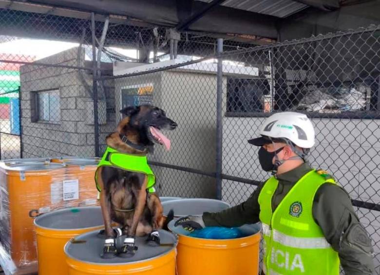 Tako es un perro de raza pastor belga malinois. FOTO: CORTESÍA DE POLICÍA.