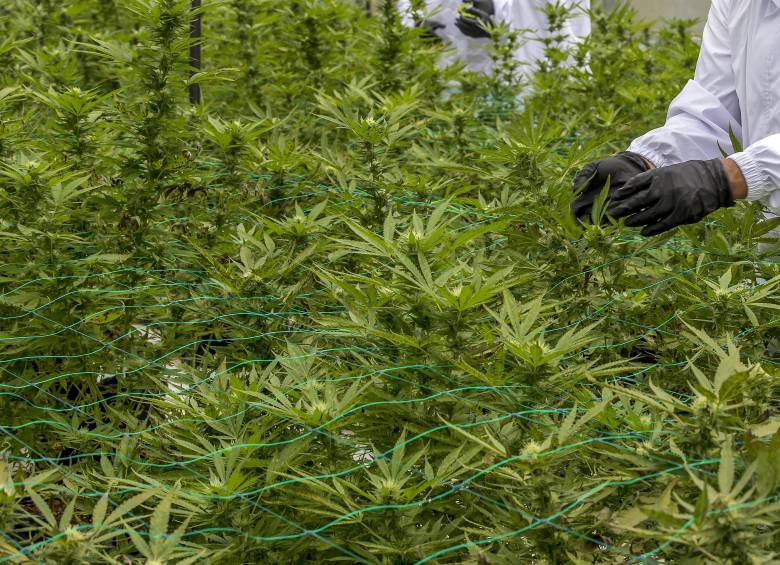 Este es el decreto que prepara el Gobierno Petro para legalizar la venta de cannabis medicinal