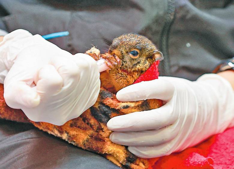 Contrato que puso en líos al centro de fauna del Valle de Aburrá está vinculado con excasero del senador Alex Flórez
