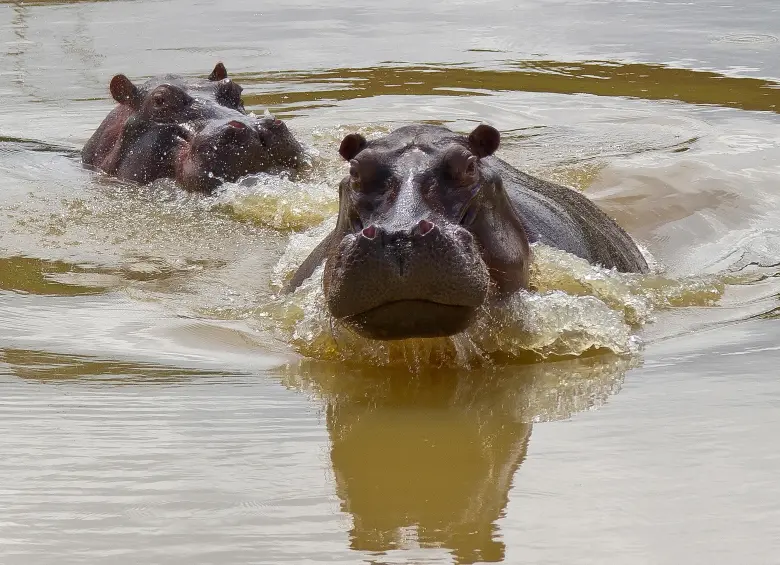 Desde que Pablo Escobar trajo los primeros hipopótamos desde Estados Unidos hace 40 años, ningún gobierno ha sido capaz de volver a montar a otro de estos individuos en un avión. FOTO Juan Antonio Sánchez