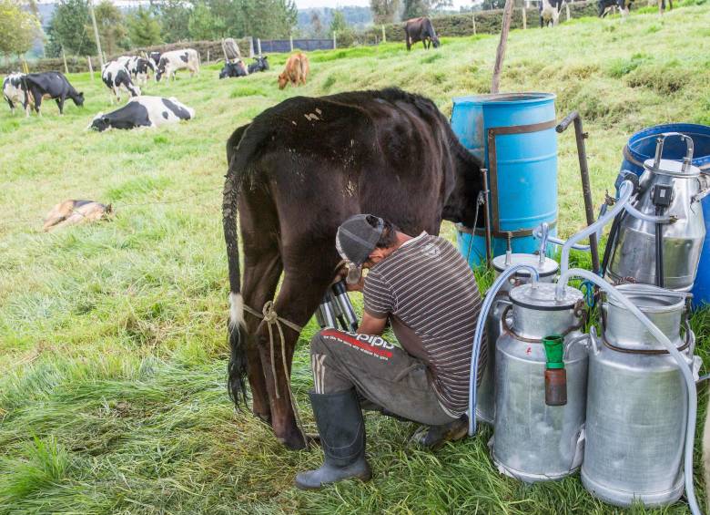 Según Fedegán es notable la reducción del acopio de leche en Colombia. FOTO EL COLOMBIANO