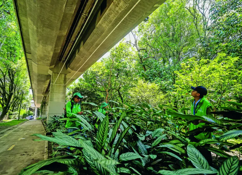 Así se ve, desde la parte baja del viaducto de la estación Estadio del metro, el nuevo sistema de riego aéreo en Medellín para mejorar las condiciones de más de 10.000 plantas ornamentales. FOTO Camilo Suárez.