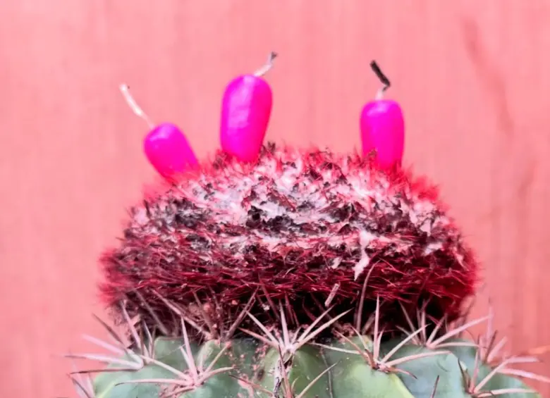 Pichigüey, pitigüey, ajicito (Melocactus curvispinus). Esta especie nativa se distribuye desde México hasta Venezuela. En Colombia crece en zonas secas de los departamentos de Boyacá, Cundinamarca, Guajira, Huila, Magdalena, Norte de Santander, Santander, Tolima y Valle entre los 0 a 1500 msnm. Foto e información de @frutas_colombianas.