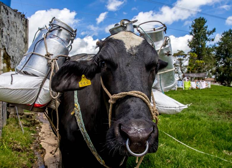 El mercado de la leche se mantiene con alto nerviosismo por el conflicto Rusia-Ucrania, ya que depende de insumos importados como el alimento balanceado y los fertilizantes. Foto: Juan Antonio Sánchez 