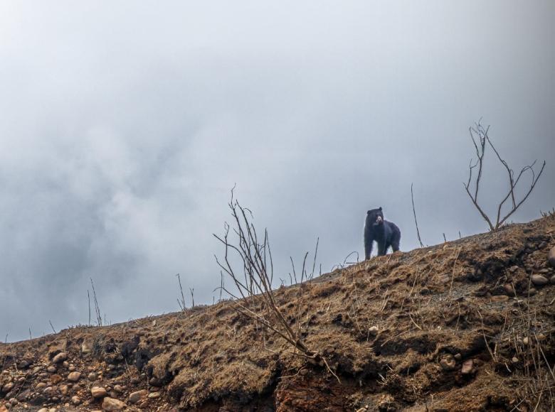 Uno de los osos andinos que visitó el Parque Nacional Natural Chingaza en Cundinamarca. FOTO: Alcaldía de Bogotá