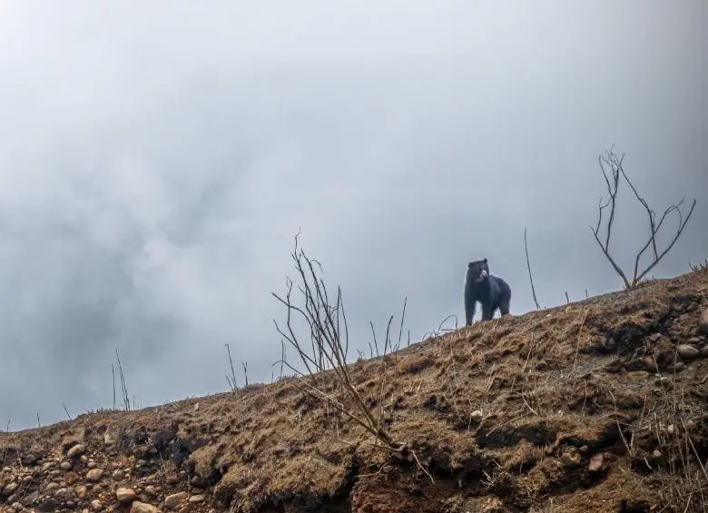 Uno de los osos andinos que visitó el Parque Nacional Natural Chingaza en Cundinamarca. FOTO: Alcaldía de Bogotá