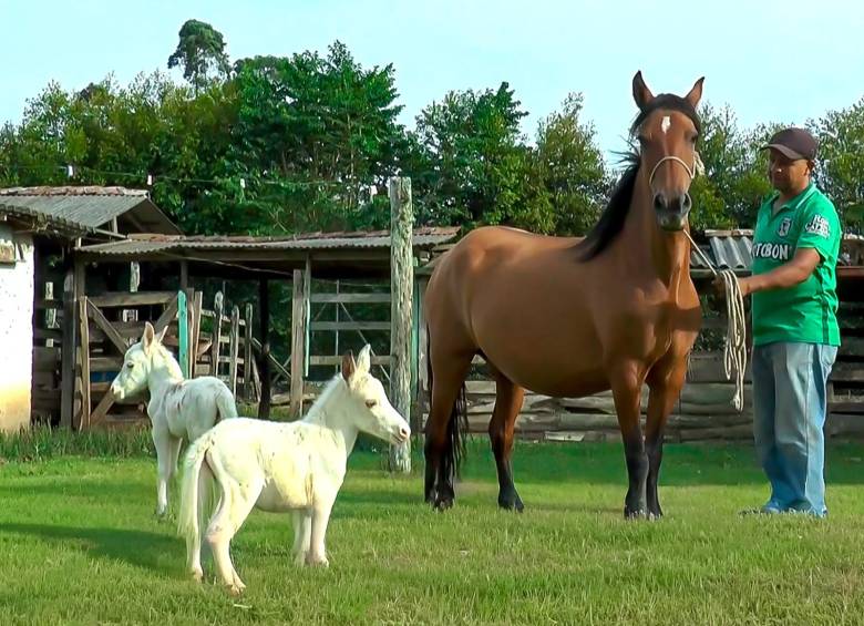Las dos mulas bebés Crispeta y Pimienta junto a su mamá yegua. Foto: tomada de un video de AUPUR Televisión.