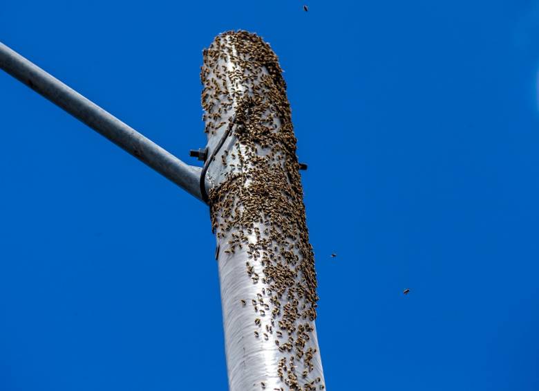 Colonia de abejas aprovechó un poste de energía en el túnel verde de Envigado para hacer su nido. FOTO Juan Antonio Sánchez