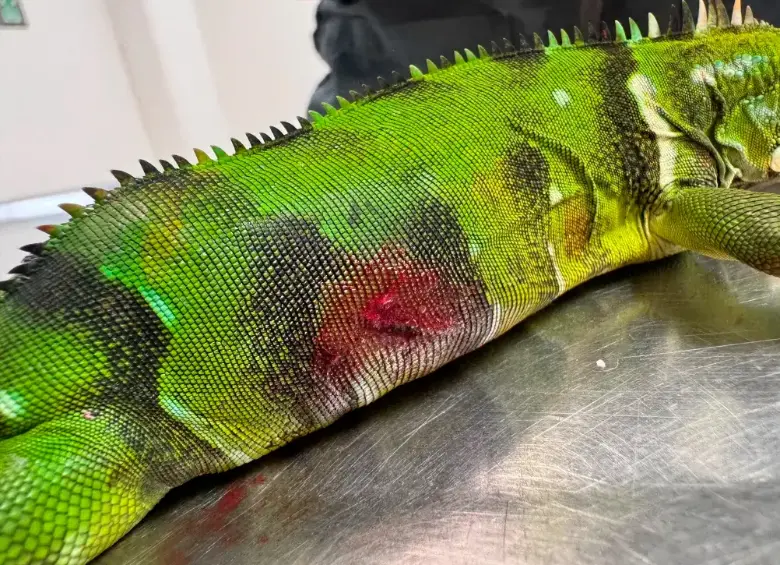 ¡Miserable! Una persona mató con un arma de perdigones a una iguana en el Valle de Aburrá