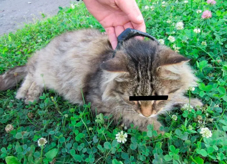 Este fue el gato con el que intentaron ingresar droga a una cárcel en Rusia. FOTO CORTESÍA