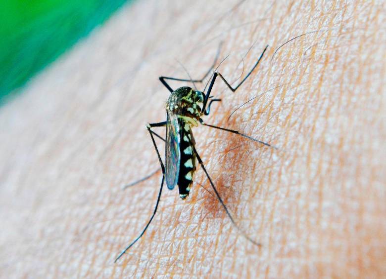 La malaria es causada por un parásito que es transmitido a los humanos a través de la picadura de mosquitos anofeles infectados. FOTO PIXABAY.