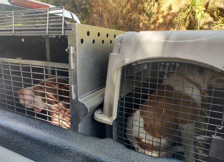 La Policía Ambiental decomisó tres perros que al parecer están involucrados en la muerte del trabajador. FOTO: JÉSSICA CANO