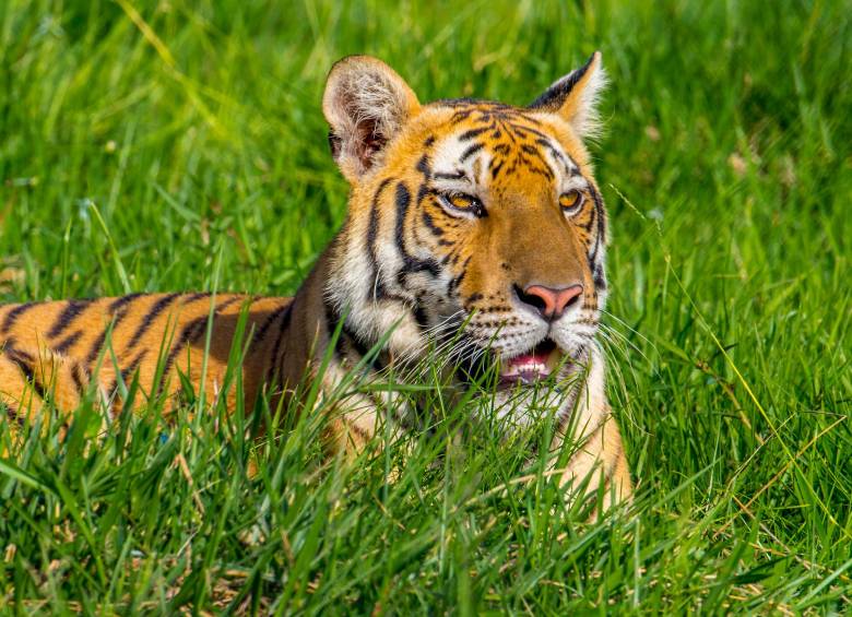 La fuga del tigre se habría dado por un error en el protocolo de manejo del animal y por la astucia del felino. FOTO: Juan Antonio Sánchez
