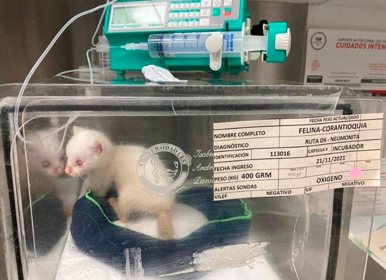 La pequeña ejemplar felina avanza en su recuperación, aunque ha tenido altibajos. FOTO CORTESÍA