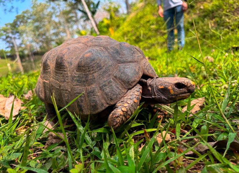 Las tortugas morrocoy fueron liberadas en un bosque ubicado en jurisdicción del distrito de Cartagena. FOTO: Cortesía Área Metropolitana del Valle de Aburrá