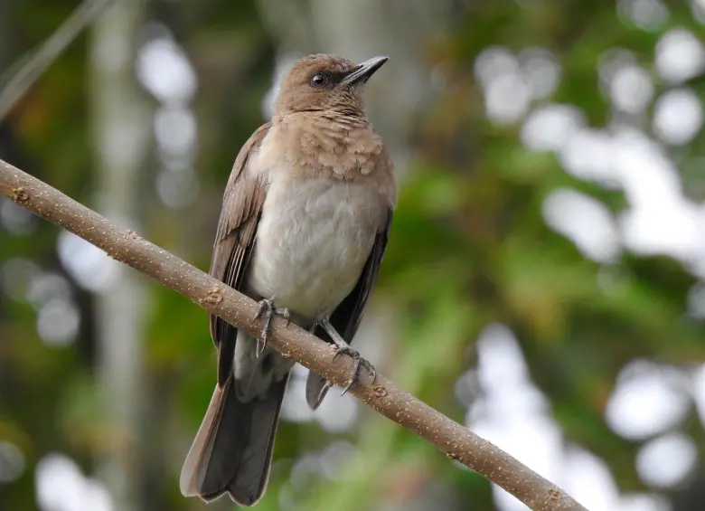 Turdus ignobilis. FOTO cortesía Sergio Chaparro Herrera