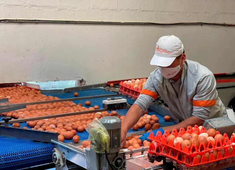 Granja avícola paisa recibe certificación y se convierte en la primera del país en garantizar el bienestar de sus gallinas: aquí la historia