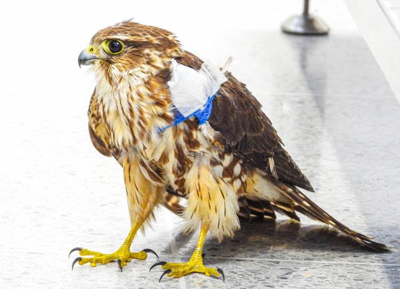 Un búho rayado quedó herido tras caer al patio de una casa por el aturdimiento de la pólvora. FOTO: Área Metropolitana del Valle de Aburrá