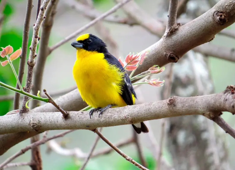 Una cuarta parte de las especies de aves del Valle de Aburrá ha sido registrada en Ciudad Universitaria, esta, por ejemplo es la Euphonia laniirostris. FOTO cortesía Sergio Chaparro Herrera
