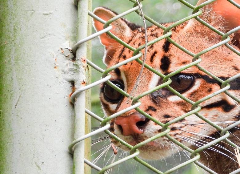 Este es el ocelote rescatado en Copacabana. Tiene lesiones en las almohadillas de las cuatro patas, una herida, anemia severa y deshidratación. FOTO Área Metropolitana