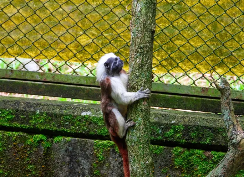 Ejemplar juvenil de tití cabeciblanco recuperado del tráfico ilegal y atendido en el Valle de Aburrá. FOTO cortesía Área Metropolitana