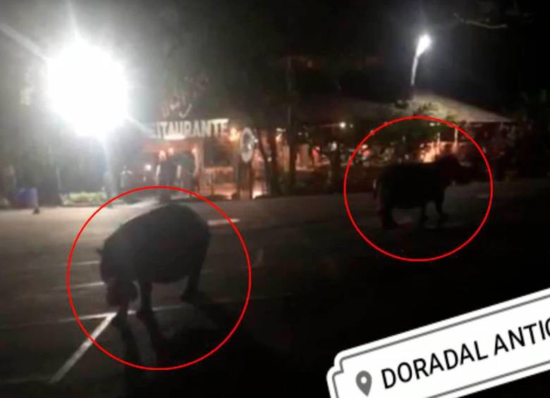 Los recorridos de estos mamíferos por centros poblados son frecuentes en el Magdalena Medio. Se han presentado emergencias. Foto Jaime Pérez