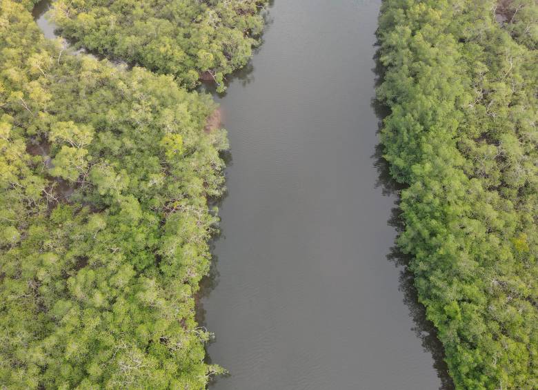 Tribugá tiene 1.600 hectáreas de manglar que sirven como nodriza de cientos de especies. FOTO marviva y alcaldía de nuquí