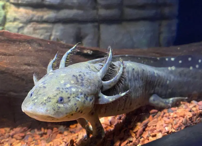 El ajolote es una especie originaria de México conocida por su capacidad para regenerar órganos y tejidos. imagen tomada de Atlantis Aquarium. 