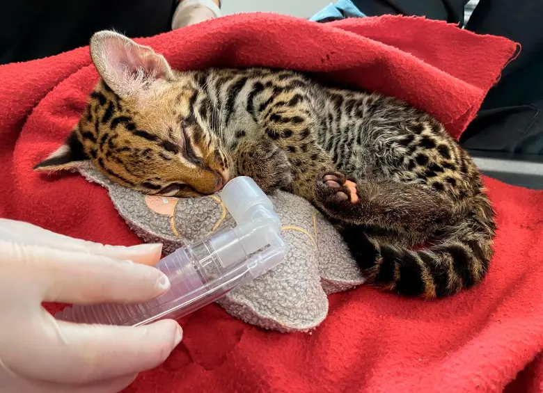El ocelote había sido llevado al centro de rehabilitación del AMVA siendo muy pequeño. FOTO: ÁREA METROPOLITANA
