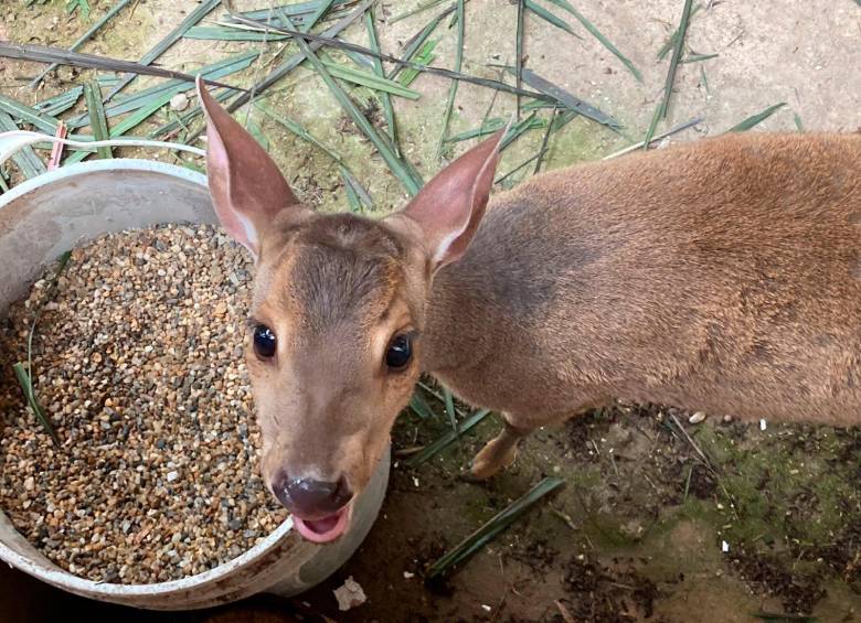 Los animales incautados estaban todos en condición de amansamiento y mal estado de salud. FOTOS CORTESÍA