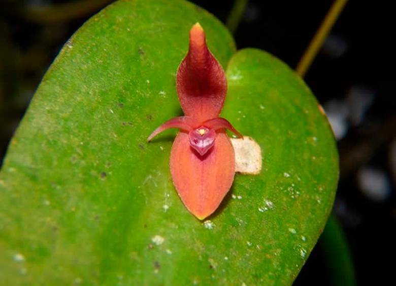 La Pleurothallis villahermosae es la nueva orquídea que investigadores descubrieron en el Tolima. FOTO: CORTESÍA JARDÍN BOTÁNICO DE BOGOTÁ