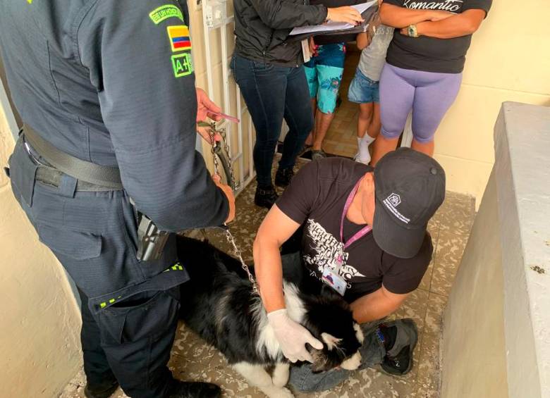 El animal fue llevado a un albergue y se le hicieron exámenes para conocer su estado de salud. FOTO Cortesía