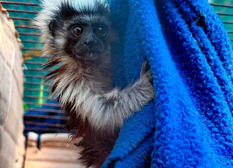 El tití cabeciblanco es una especie oriunda de los bosques del nordeste de Colombia, especialmente de las cuencas de los ríos Atrato y Magdalena. FOTO: CORTESÍA AMVA