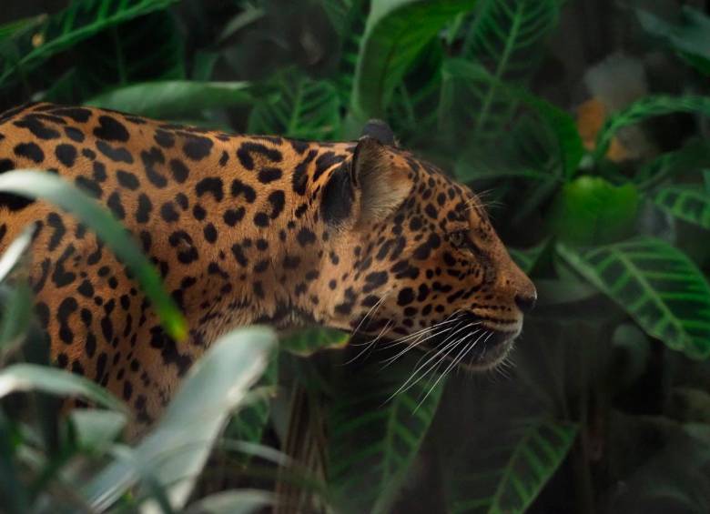 Registros de WWF afirman que esta especie ha perdido aproximadamente el 50% de su hábitat en todo el continente americano. FOTO CORTESÍA.