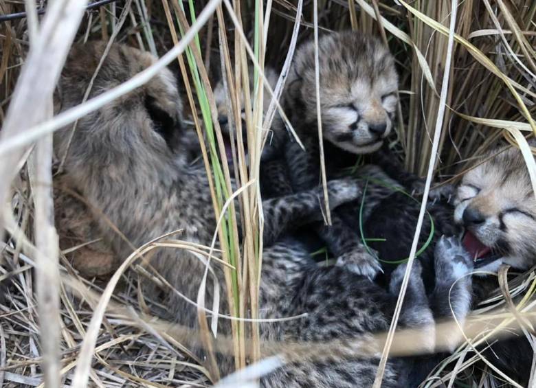 El proyecto plantea la reintroducción durante los próximos cinco años 50 ejemplares de guepardo. FOTO: Twitter