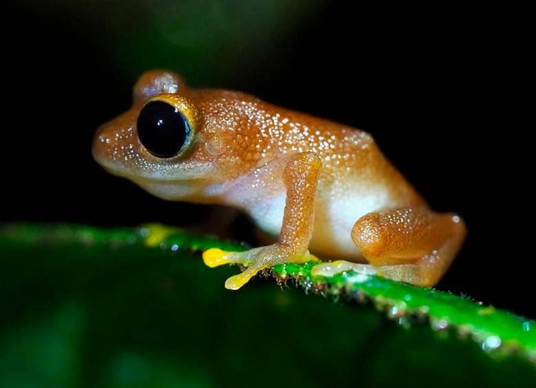 Esta es la ‘Pristimantis chalceus’, una especie que habita en La Planada. FOTO: Claudia Lansac