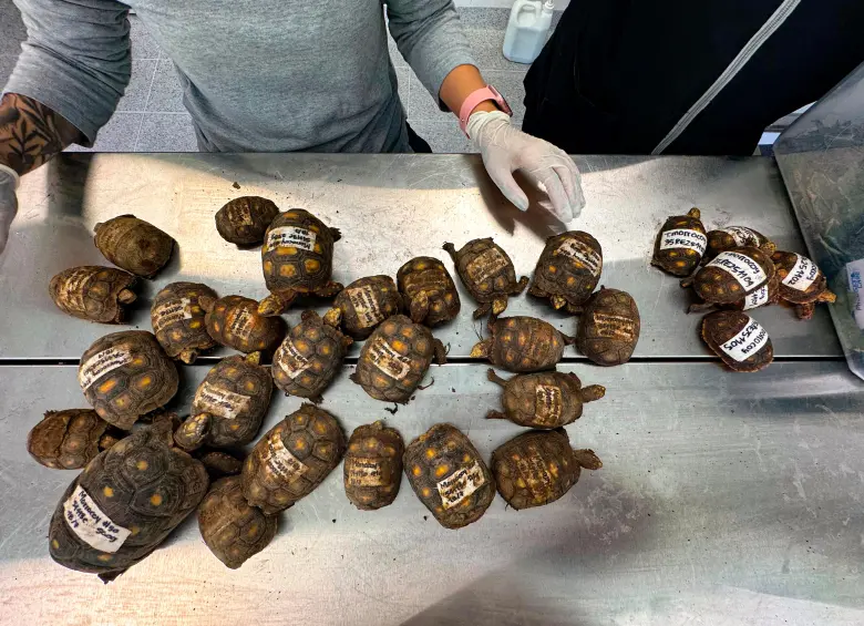 Esta especie es en su mayoría herbívora y cumple un papel determinante como dispersor de semillas. FOTO: AMVA