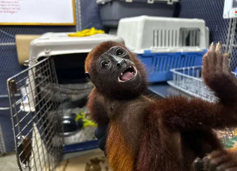 El mono aullador fue atendido por veterinarios de Corantioquia pero sus heridas se agravaron hasta provocarle la muerte. FOTO: Corantioquia