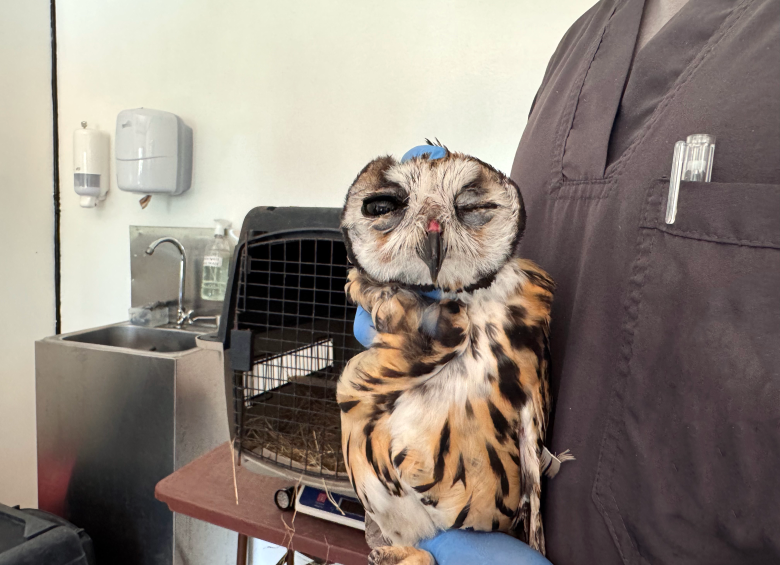 Una de las aves silvestres que fue atendida en el CAVR del Área Metropolitana. FOTO: Cortesía