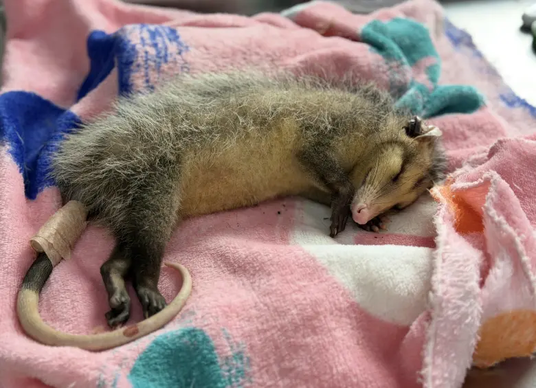 El Centro de Atención y Valoración de Fauna Silvestre de Cornare ha atendido a 135 animales silvestres que fueron atacados por gatos y perros. Foto: Jaime Pérez Munévar