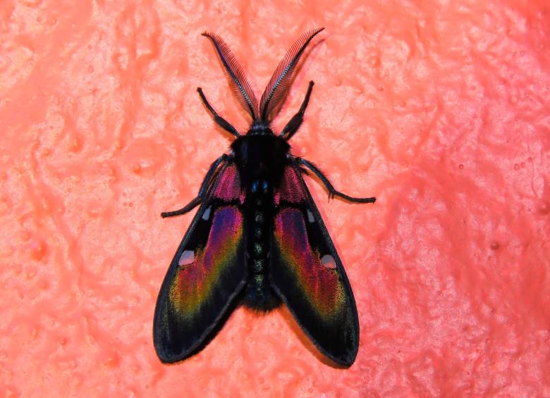 Chrysocale ignita. Foto: cortesía Indiana Cristo.