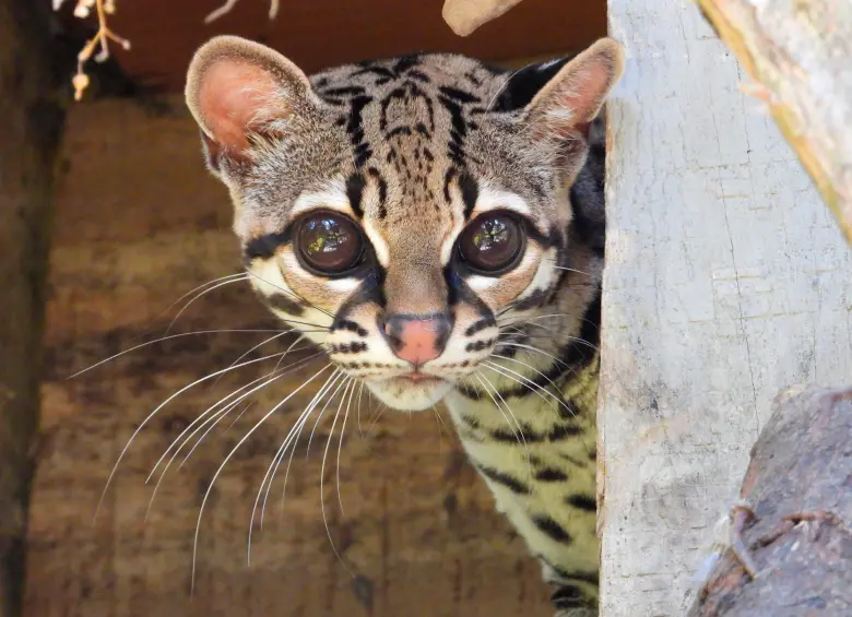 El margay (en la foto está el recuperado en Bello) es uno de los felinos más arborícolas de América: su anatomía le permite cazar y desplazarse casi por completo en las copas de los árboles, donde cumple un rol clave en el control de presas. FOTO cortesía Área Metropolitana del Valle de Aburrá